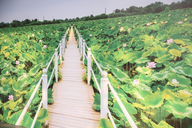 Công tác chuẩn bị đón Xuân Bính Ngọ 2026 (Phần 2)