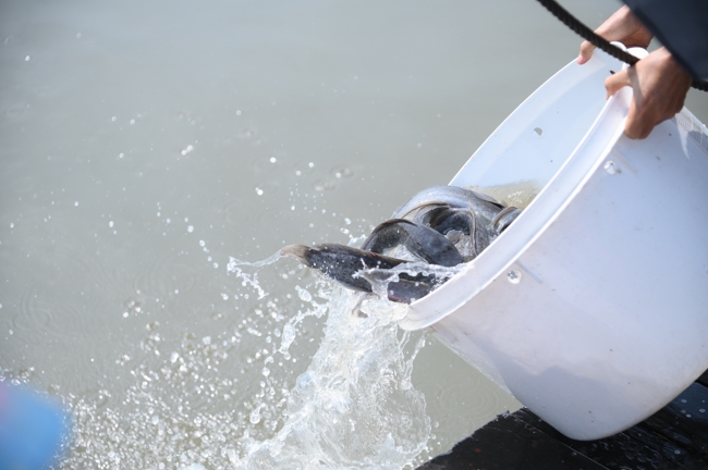 Phóng sinh tại bến phà Bình Mỹ