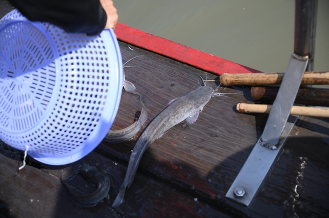 Phóng sinh tại bến phà Bình Mỹ