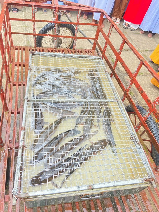 Chùa Đống Cao - Thanh Hóa: Đại lễ cầu an và mừng thọ đầu năm Bính Ngọ 2026.