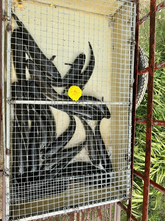 CHÙA ĐỐNG CAO - THANH HOÁ: KHAI KHOÁ TU NIỆM PHẬT MỘT NGÀY ĐẦU NĂM BÍNH NGỌ.