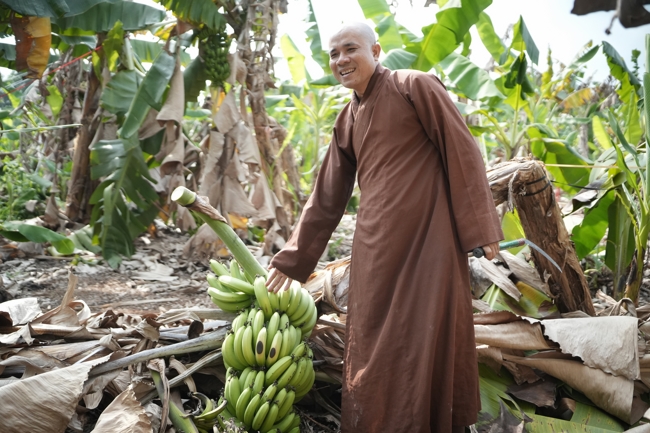 Chư Tăng và công quả nội tự chùa Hoằng Pháp cùng thu hoạch chuối cúng dường (Đồng Nai).
