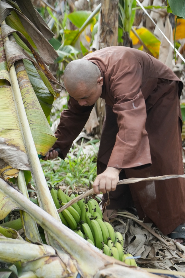 Chư Tăng và công quả nội tự chùa Hoằng Pháp cùng thu hoạch chuối cúng dường (Đồng Nai).