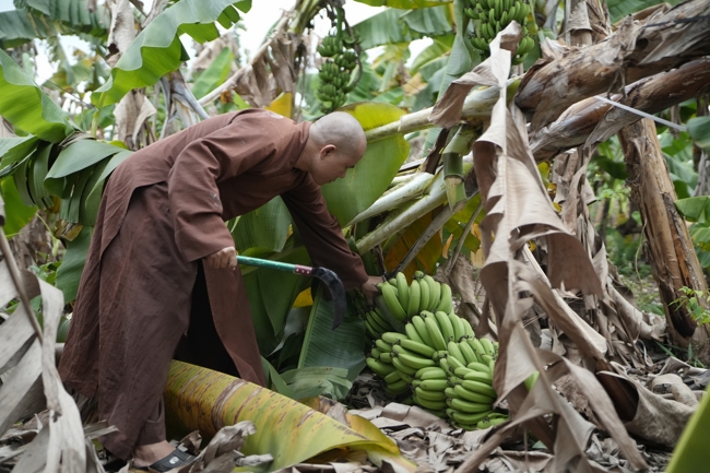 Chư Tăng và công quả nội tự chùa Hoằng Pháp cùng thu hoạch chuối cúng dường (Đồng Nai).