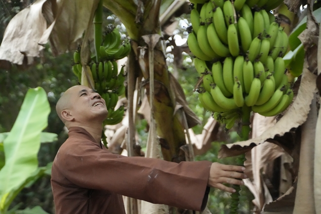 Chư Tăng và công quả nội tự chùa Hoằng Pháp cùng thu hoạch chuối cúng dường (Đồng Nai).
