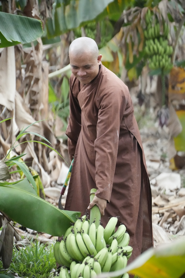 Chư Tăng và công quả nội tự chùa Hoằng Pháp cùng thu hoạch chuối cúng dường (Đồng Nai).