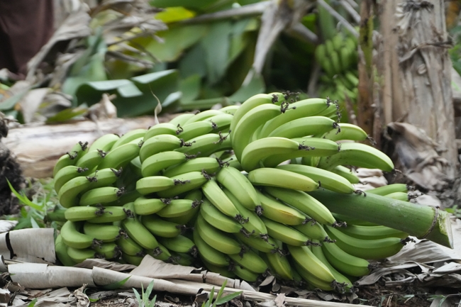 Chư Tăng và công quả nội tự chùa Hoằng Pháp cùng thu hoạch chuối cúng dường (Đồng Nai).