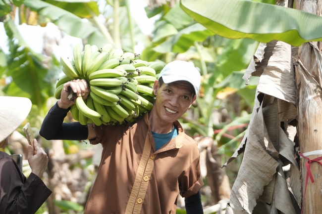 Chư Tăng và công quả nội tự chùa Hoằng Pháp cùng thu hoạch chuối cúng dường (Đồng Nai).