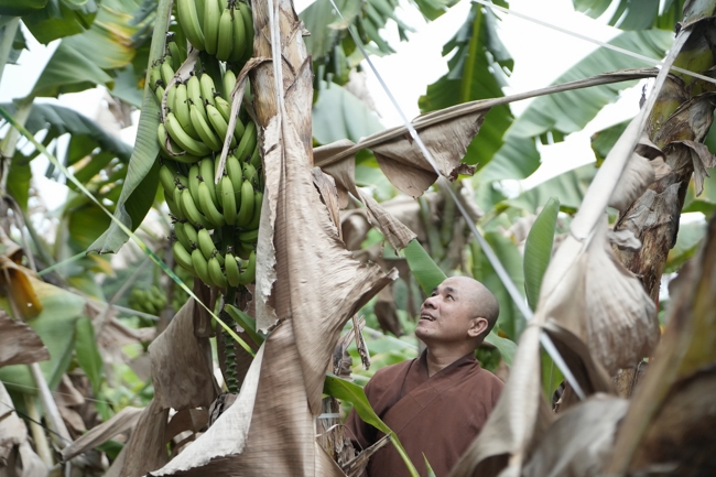 Chư Tăng và công quả nội tự chùa Hoằng Pháp cùng thu hoạch chuối cúng dường (Đồng Nai).