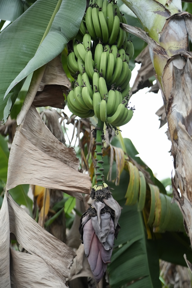 Chư Tăng và công quả nội tự chùa Hoằng Pháp cùng thu hoạch chuối cúng dường (Đồng Nai).