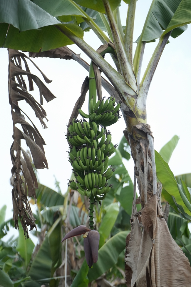 Chư Tăng và công quả nội tự chùa Hoằng Pháp cùng thu hoạch chuối cúng dường (Đồng Nai).