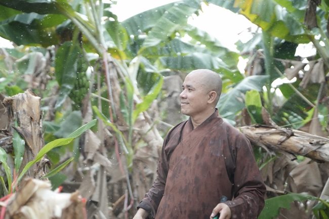 Chư Tăng và công quả nội tự chùa Hoằng Pháp cùng thu hoạch chuối cúng dường (Đồng Nai).