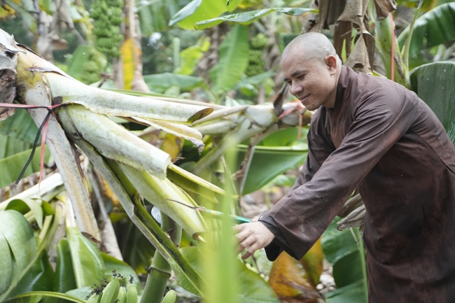 Chư Tăng và công quả nội tự chùa Hoằng Pháp cùng thu hoạch chuối cúng dường (Đồng Nai).