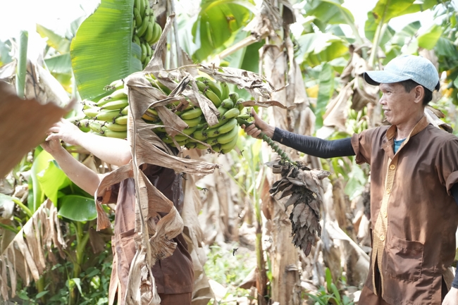 Chư Tăng và công quả nội tự chùa Hoằng Pháp cùng thu hoạch chuối cúng dường (Đồng Nai).