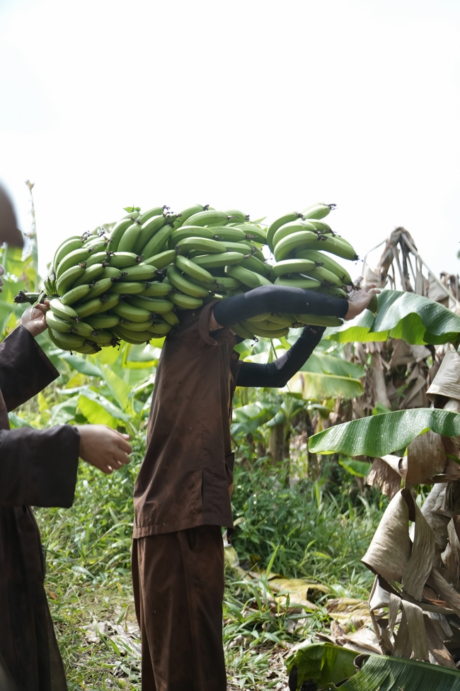 Chư Tăng và công quả nội tự chùa Hoằng Pháp cùng thu hoạch chuối cúng dường (Đồng Nai).