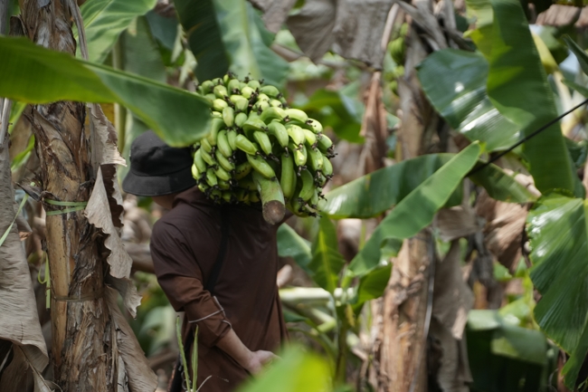 Chư Tăng và công quả nội tự chùa Hoằng Pháp cùng thu hoạch chuối cúng dường (Đồng Nai).