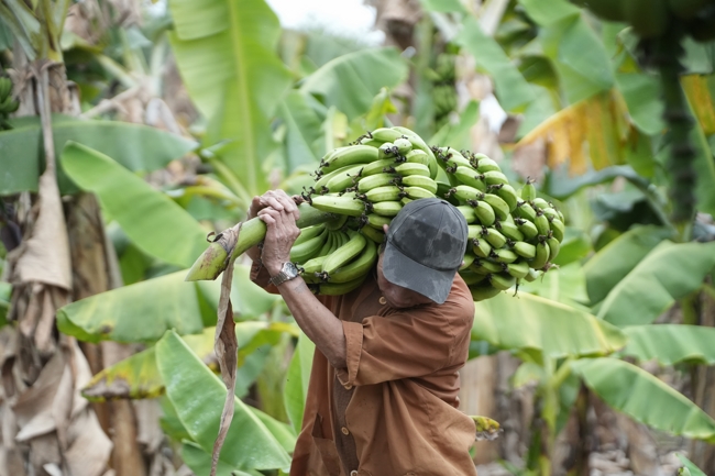 Chư Tăng và công quả nội tự chùa Hoằng Pháp cùng thu hoạch chuối cúng dường (Đồng Nai).