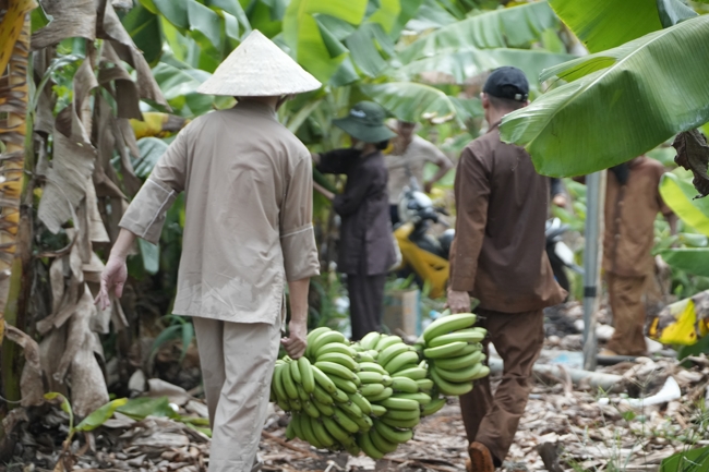 Chư Tăng và công quả nội tự chùa Hoằng Pháp cùng thu hoạch chuối cúng dường (Đồng Nai).
