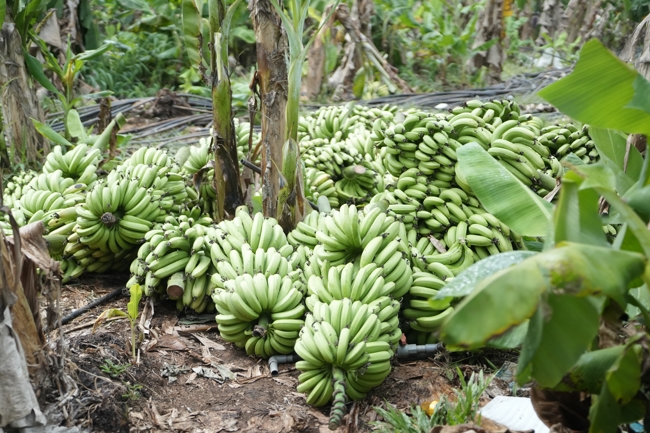 Chư Tăng và công quả nội tự chùa Hoằng Pháp cùng thu hoạch chuối cúng dường (Đồng Nai).