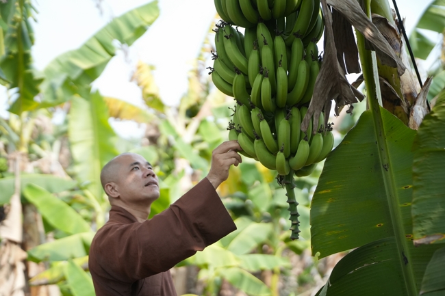 Chư Tăng và công quả nội tự chùa Hoằng Pháp cùng thu hoạch chuối cúng dường (Đồng Nai).
