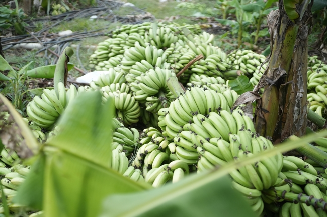 Chư Tăng và công quả nội tự chùa Hoằng Pháp cùng thu hoạch chuối cúng dường (Đồng Nai).