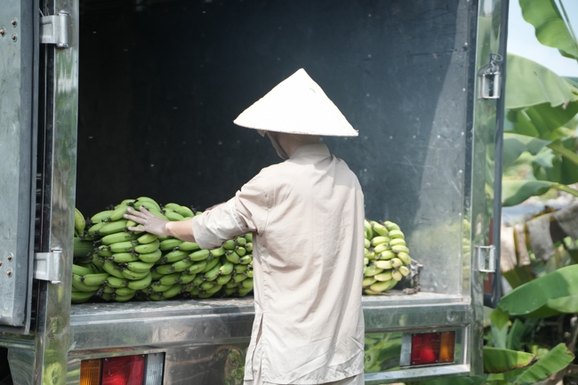 Chư Tăng và công quả nội tự chùa Hoằng Pháp cùng thu hoạch chuối cúng dường (Đồng Nai).