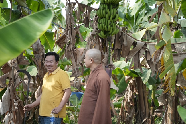 Chư Tăng và công quả nội tự chùa Hoằng Pháp cùng thu hoạch chuối cúng dường (Đồng Nai).