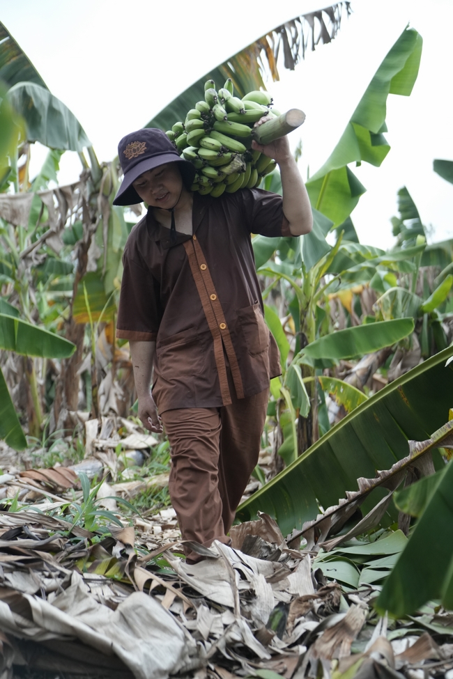 Chư Tăng và công quả nội tự chùa Hoằng Pháp cùng thu hoạch chuối cúng dường (Đồng Nai).