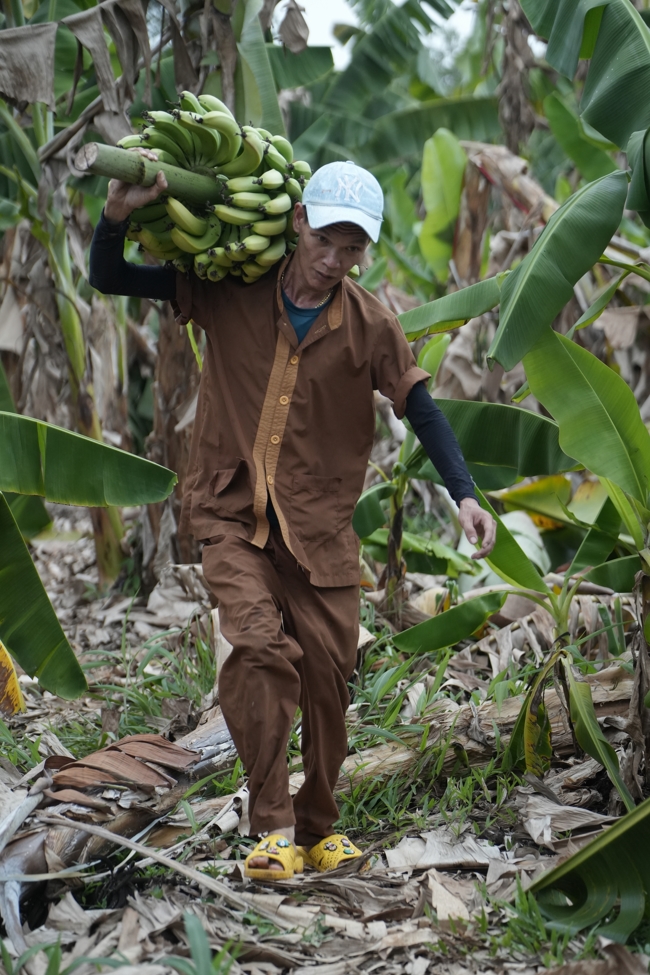 Chư Tăng và công quả nội tự chùa Hoằng Pháp cùng thu hoạch chuối cúng dường (Đồng Nai).