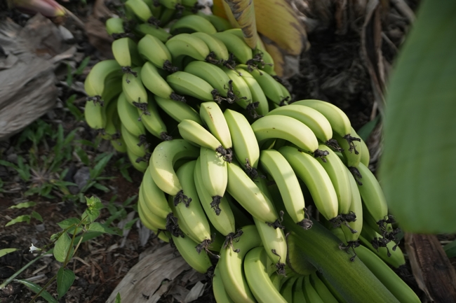 Chư Tăng và công quả nội tự chùa Hoằng Pháp cùng thu hoạch chuối cúng dường (Đồng Nai).