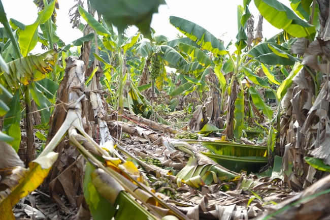 Chư Tăng và công quả nội tự chùa Hoằng Pháp cùng thu hoạch chuối cúng dường (Đồng Nai).