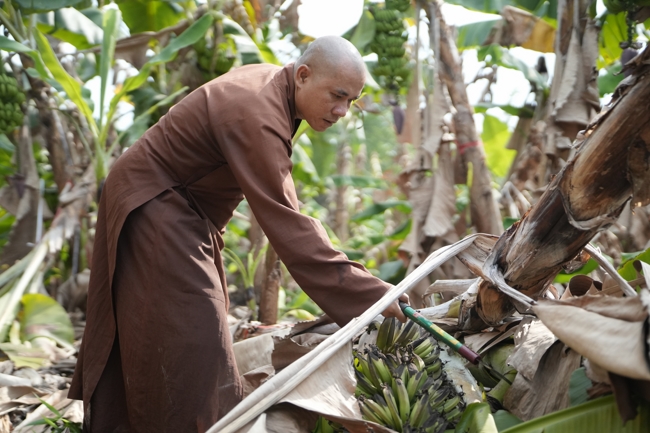 Chư Tăng và công quả nội tự chùa Hoằng Pháp cùng thu hoạch chuối cúng dường (Đồng Nai).