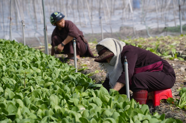 Chư tăng và công quả nội tự cùng thu hoạch rau cúng dường.