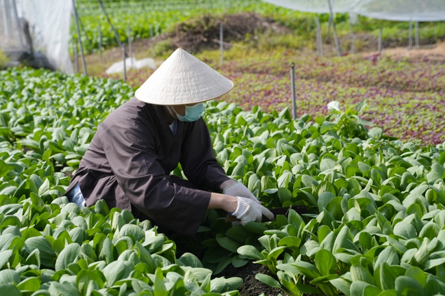 Chư tăng và công quả nội tự cùng thu hoạch rau cúng dường.