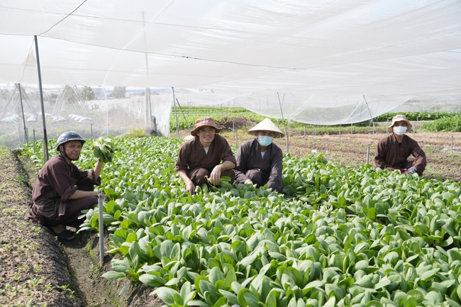 Chư tăng và công quả nội tự cùng thu hoạch rau cúng dường.