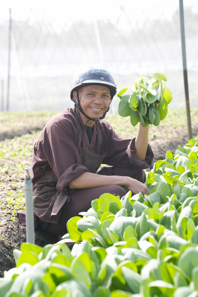 Chư tăng và công quả nội tự cùng thu hoạch rau cúng dường.