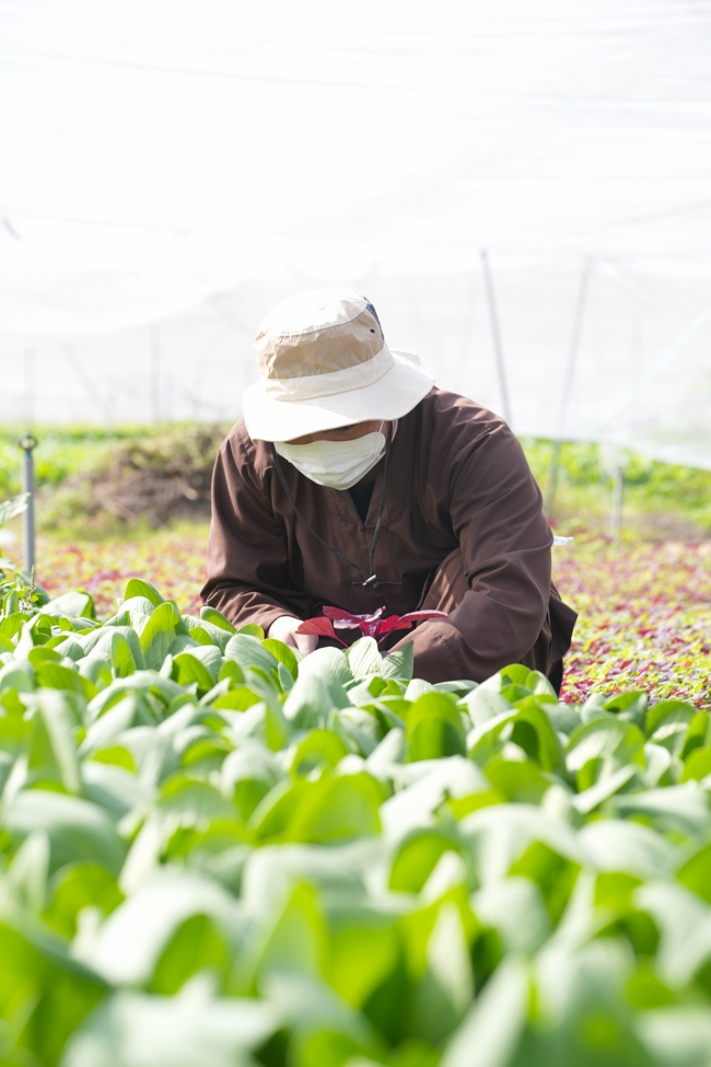 Chư tăng và công quả nội tự cùng thu hoạch rau cúng dường.