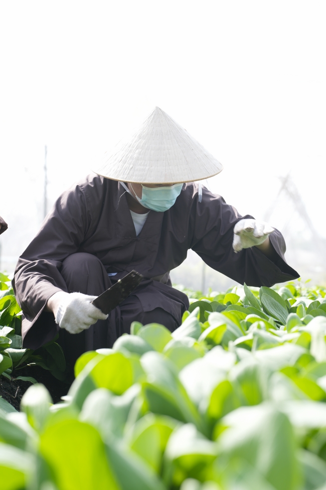 Chư tăng và công quả nội tự cùng thu hoạch rau cúng dường.