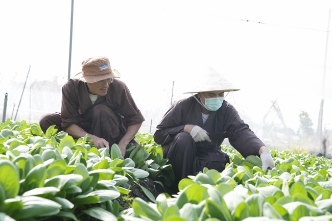 Chư tăng và công quả nội tự cùng thu hoạch rau cúng dường.