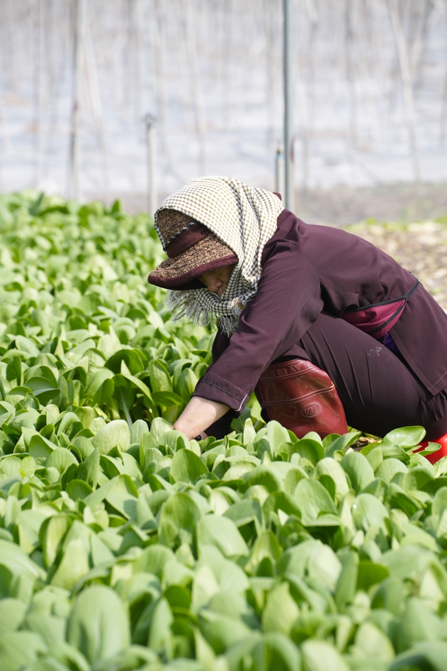 Chư tăng và công quả nội tự cùng thu hoạch rau cúng dường.