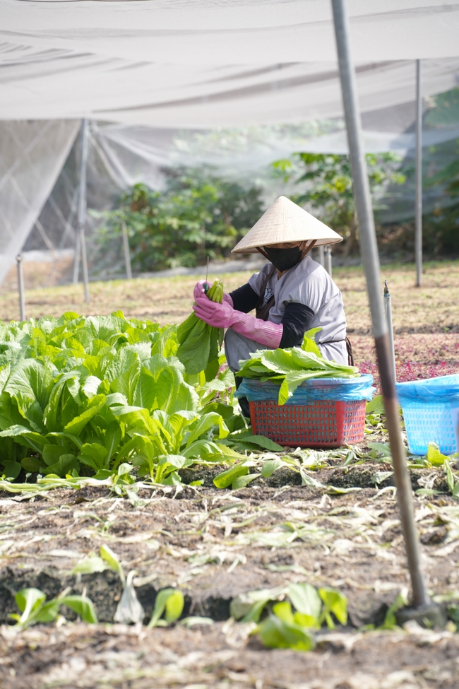Chư tăng và công quả nội tự cùng thu hoạch rau cúng dường.
