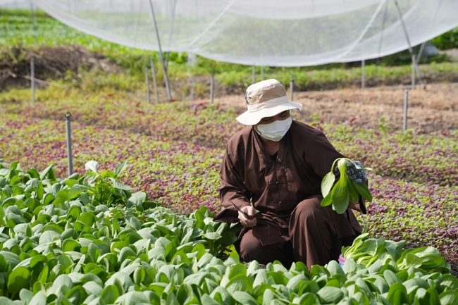 Chư tăng và công quả nội tự cùng thu hoạch rau cúng dường.