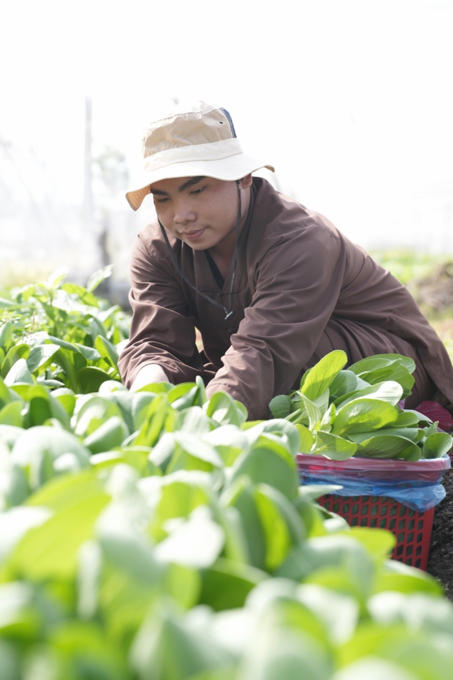 Chư tăng và công quả nội tự cùng thu hoạch rau cúng dường.