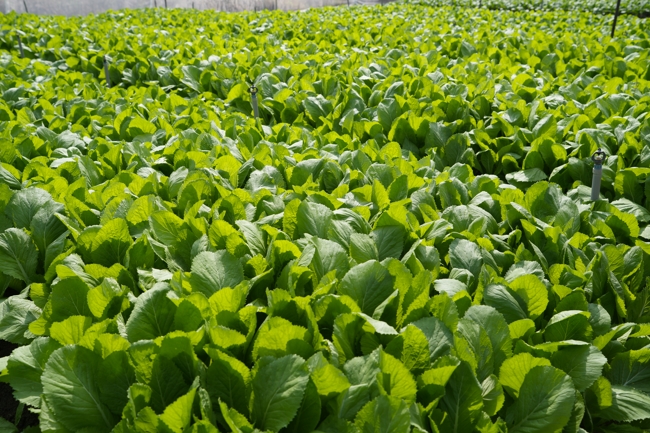 Chư tăng và công quả nội tự cùng thu hoạch rau cúng dường.