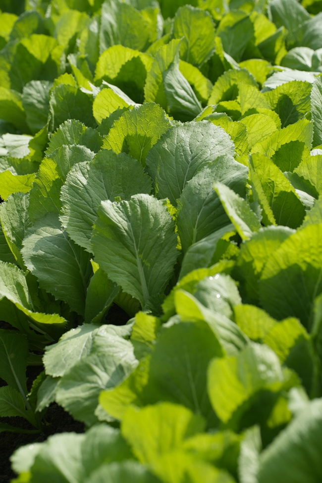 Chư tăng và công quả nội tự cùng thu hoạch rau cúng dường.