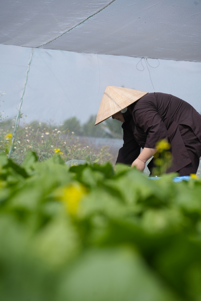 Chư tăng và công quả nội tự cùng thu hoạch rau cúng dường.