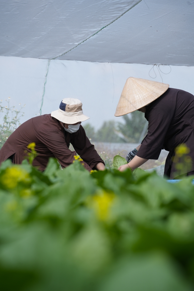 Chư tăng và công quả nội tự cùng thu hoạch rau cúng dường.