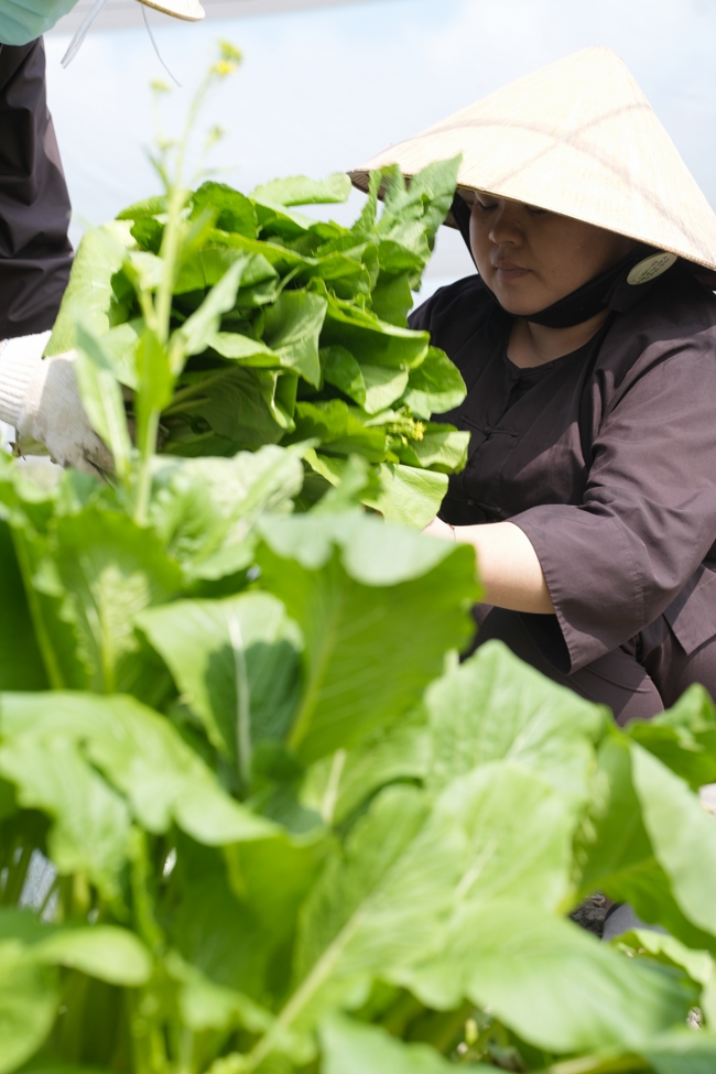 Chư tăng và công quả nội tự cùng thu hoạch rau cúng dường.