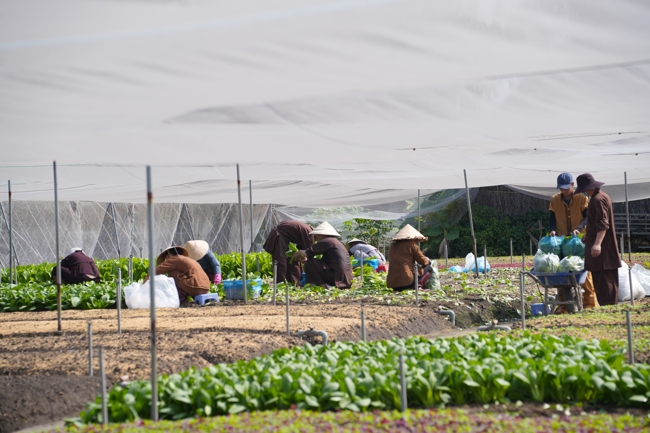Chư tăng và công quả nội tự cùng thu hoạch rau cúng dường.