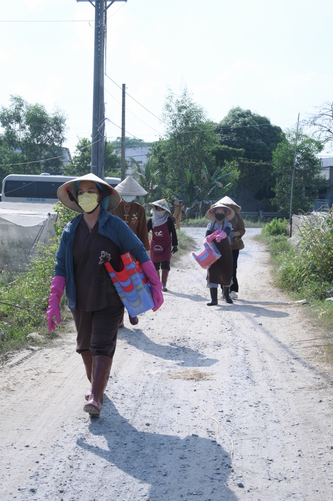 Chư tăng và công quả nội tự cùng thu hoạch rau cúng dường.